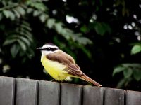 Bem-te-vi da minha casa